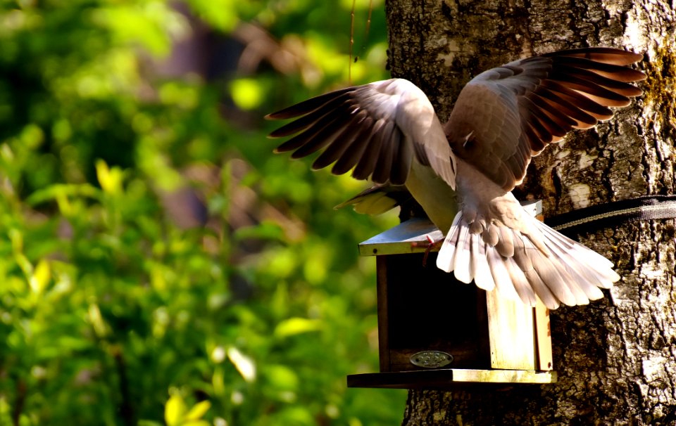 Bird Fauna Beak Wildlife
