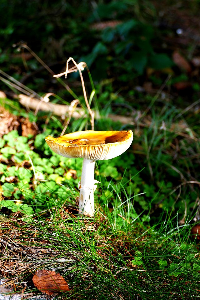 Fungus Mushroom Flora Edible Mushroom