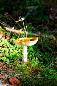 Fungus Mushroom Flora Edible Mushroom
