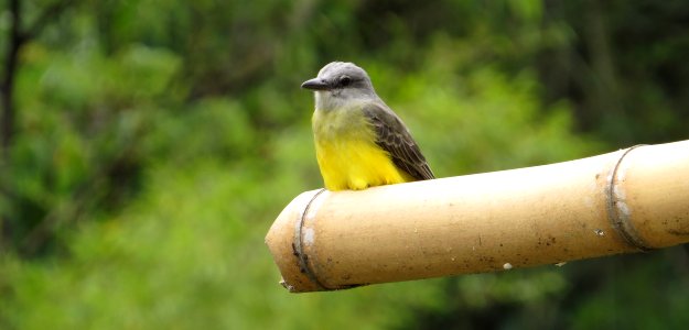Bird Beak Fauna Wildlife
