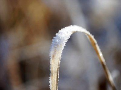 Close Up Frost Freezing Twig photo