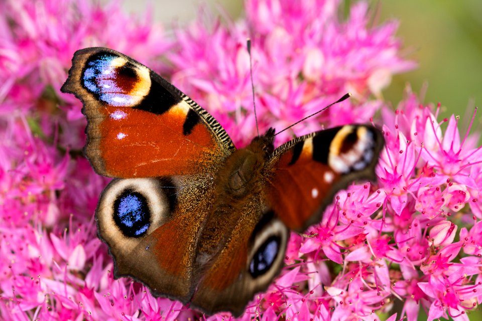 Butterfly Moths And Butterflies Insect Brush Footed Butterfly photo