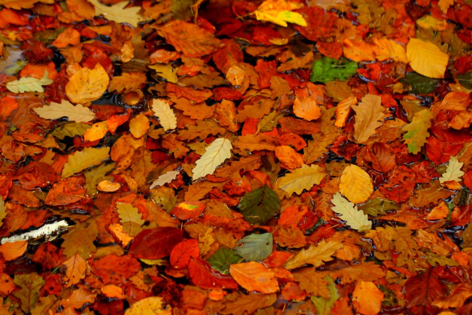 Leaf Autumn Deciduous Mixture