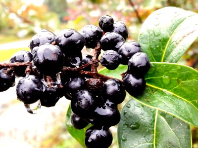 Berry Fruit Blueberry Chokeberry photo