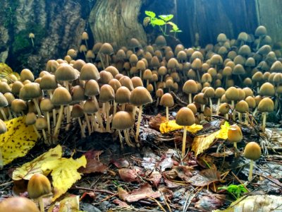 Fungus Agaricaceae Mushroom Agaricus photo