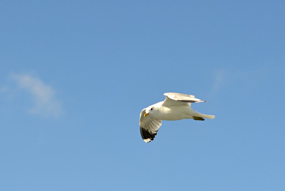 Bird Sky Gull Seabird photo