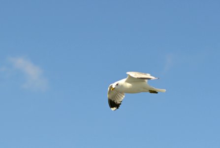 Bird Sky Gull Seabird photo