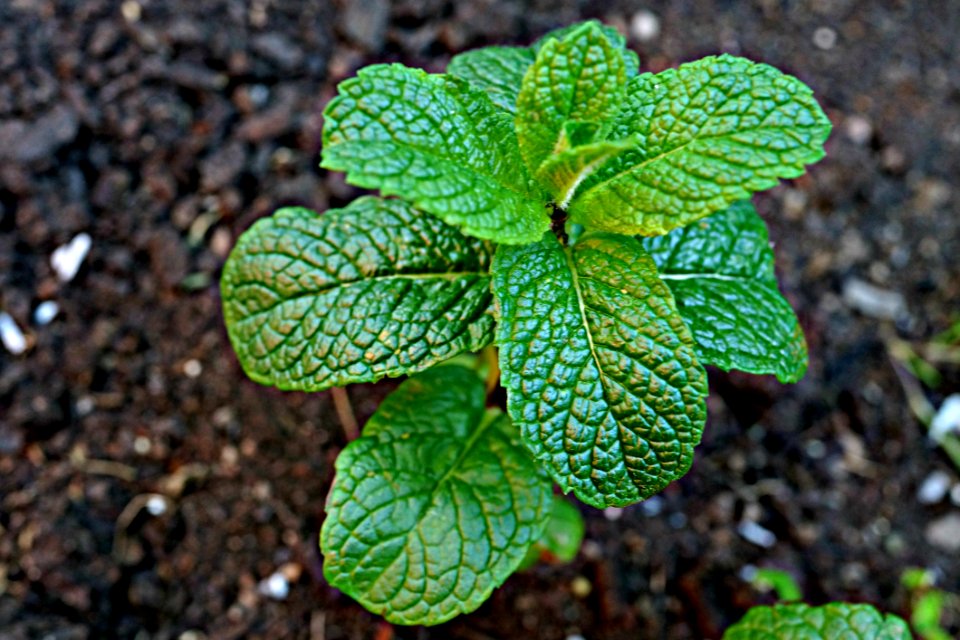 Plant Leaf Herb Spearmint