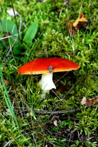 Mushroom Fungus Leaf Edible Mushroom photo