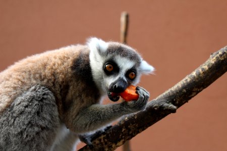 Fauna Mammal Lemur Primate