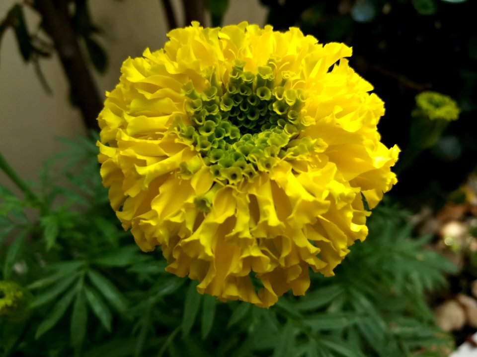 Flower Yellow Flora Annual Plant