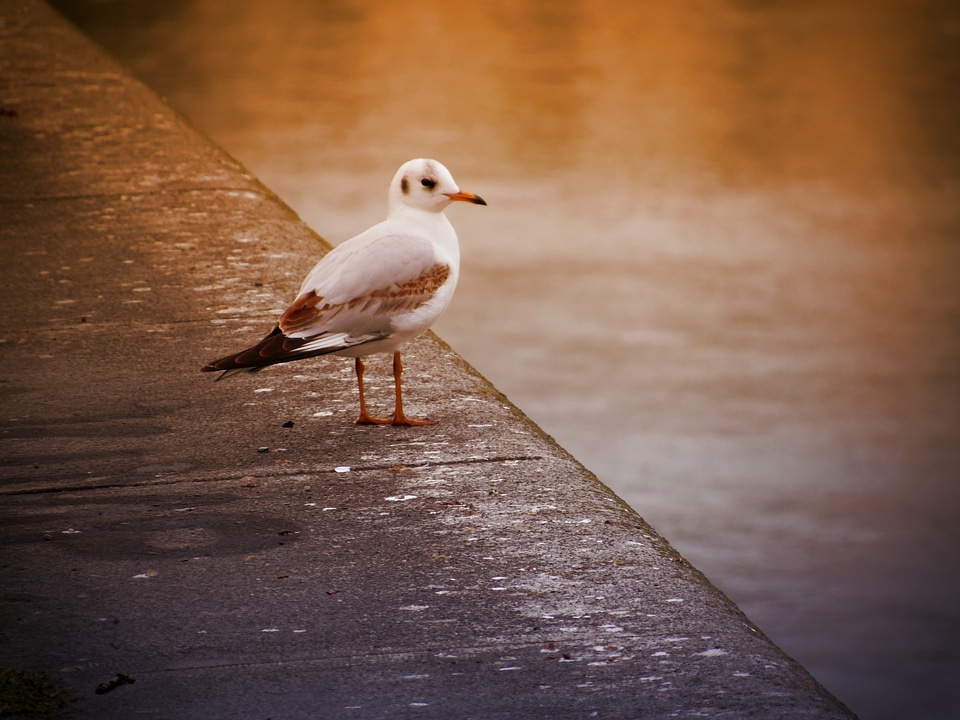 Water feather animal