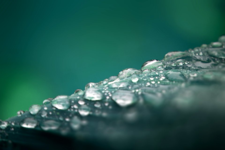 Water Dew Drop Moisture