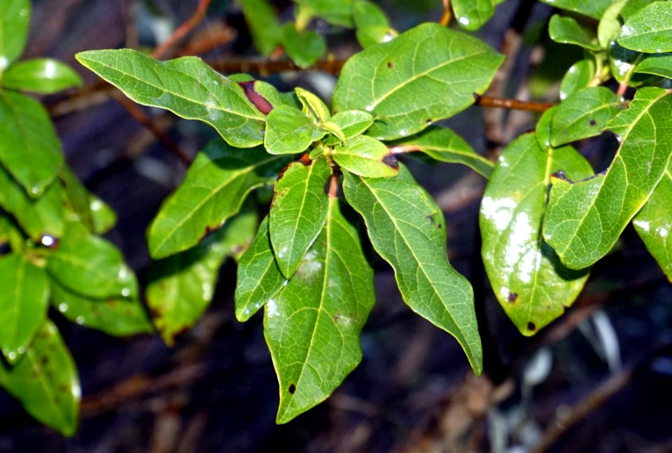 Plant Leaf Tree Laurales