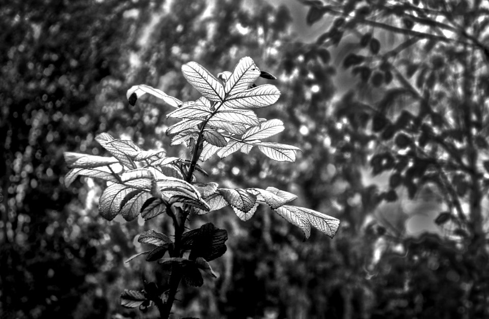 Black And White Monochrome Photography Flora Vegetation