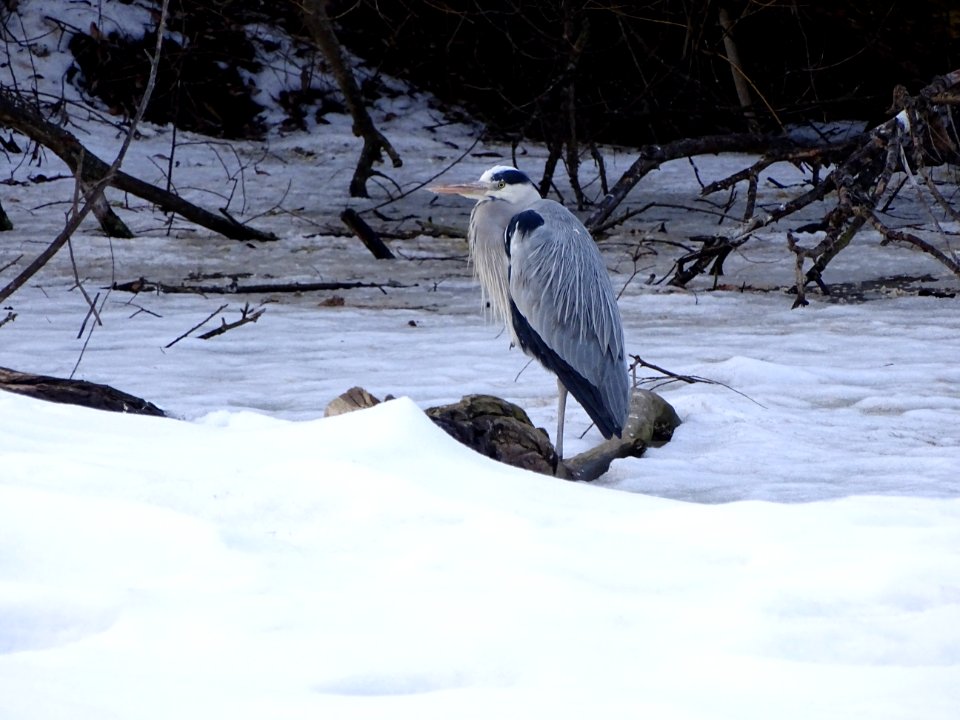Fauna Bird Snow Wildlife