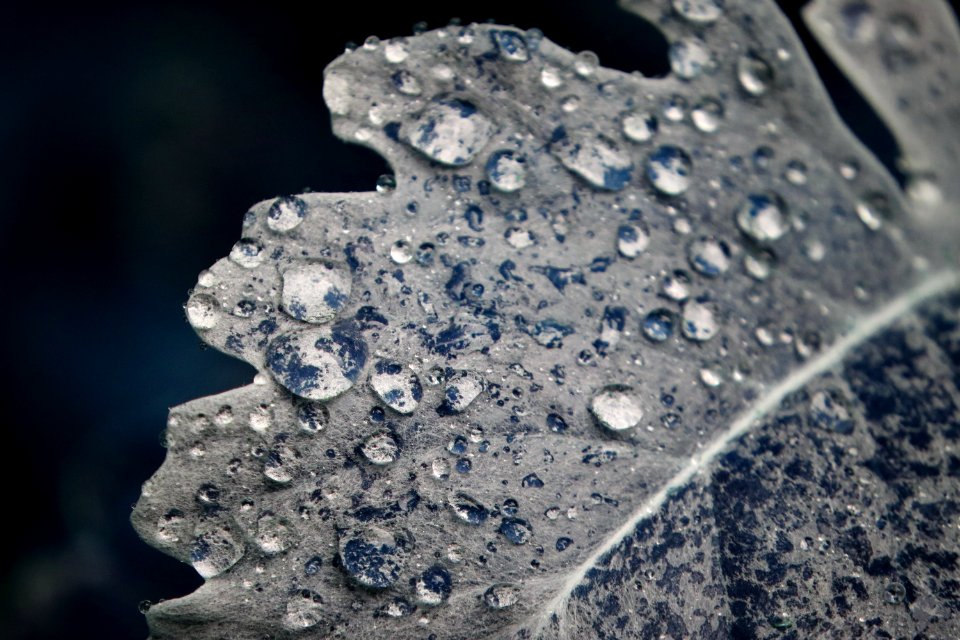 Water Drop Freezing Close Up