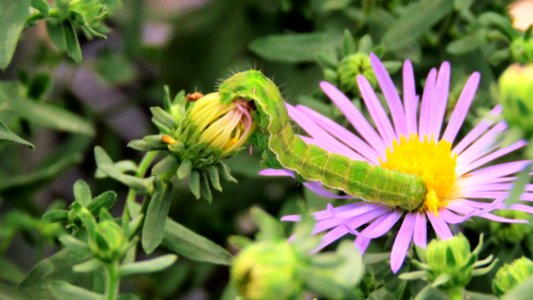 Flower Plant Aster Flora