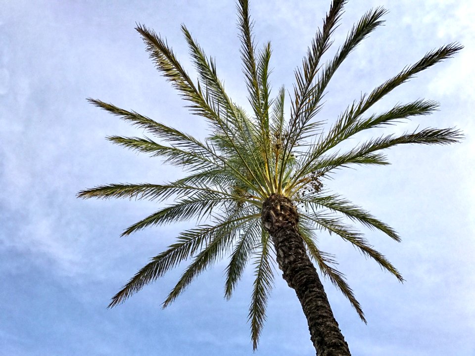 Palm Tree Arecales Date Palm Tree