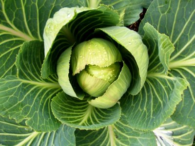 Cabbage Vegetable Leaf Produce