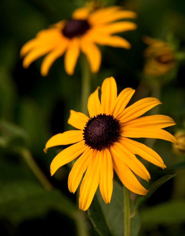 Flower Yellow Flora Wildflower