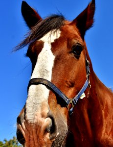 Halter Horse Bridle Horse Tack photo