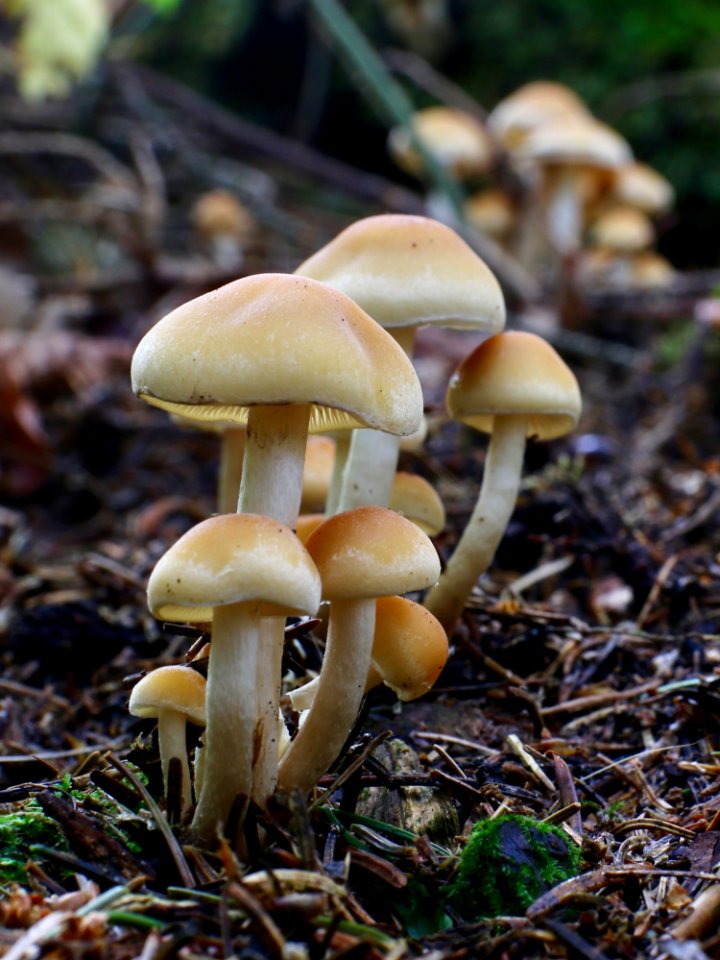 Mushroom Fungus Agaricaceae Edible Mushroom
