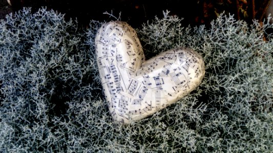 Cactus Organism Rock Freezing
