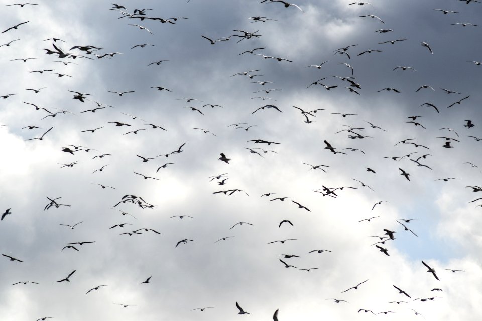 Sky Flock White Bird Migration