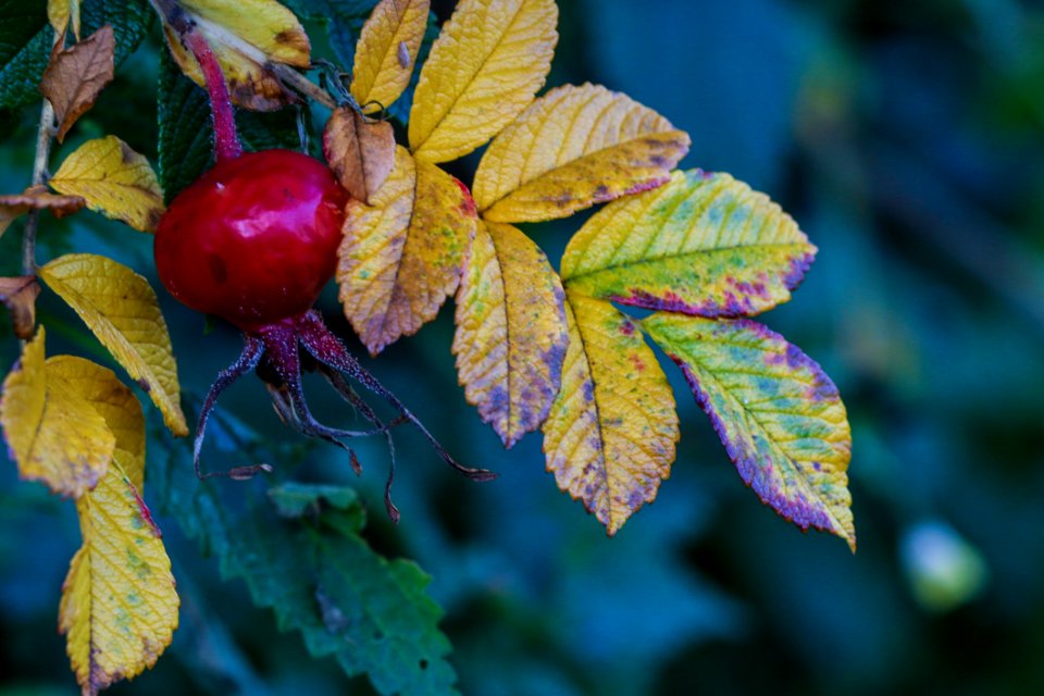 Leaf Autumn Fruit Berry