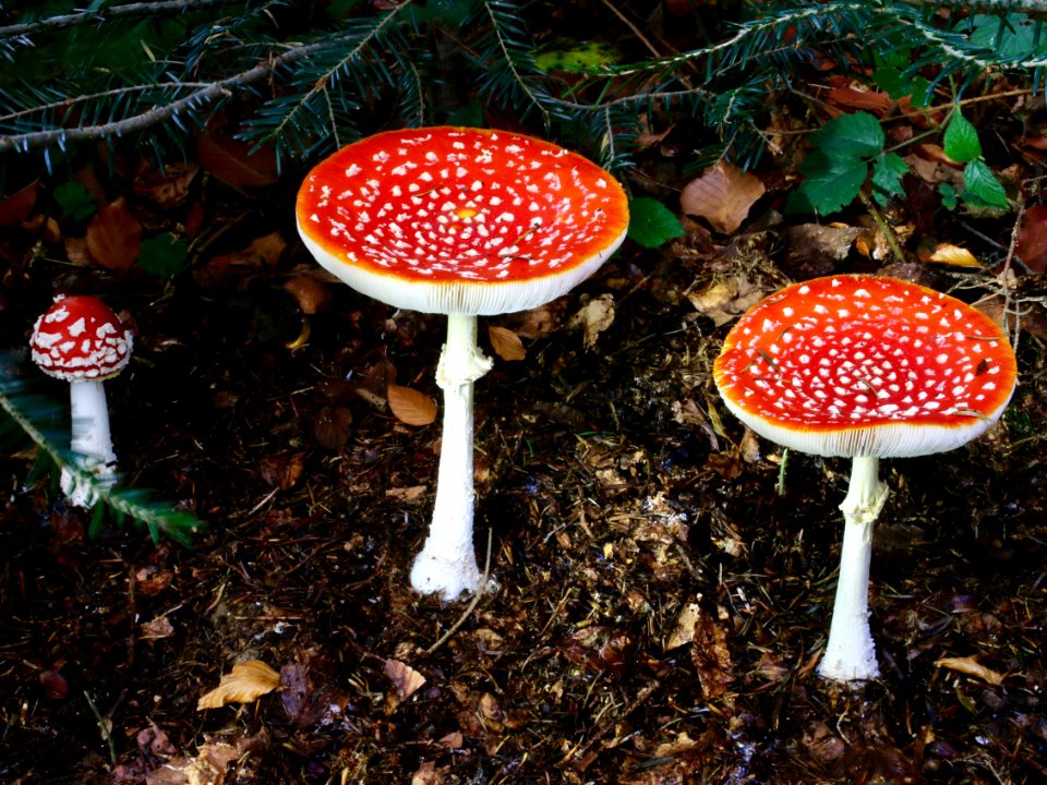 Fungus Agaric Mushroom Leaf