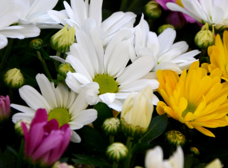 Flower Plant Flora Marguerite Daisy