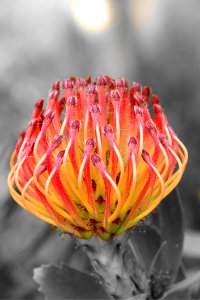Close Up Flower Macro Photography Plant