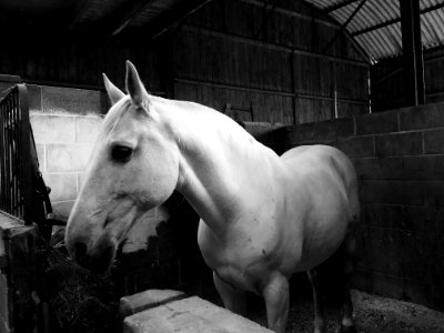 Horse White Black Black And White photo