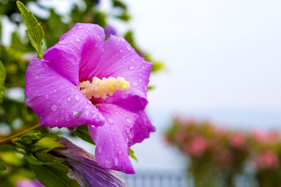 Flower Flora Flowering Plant Purple