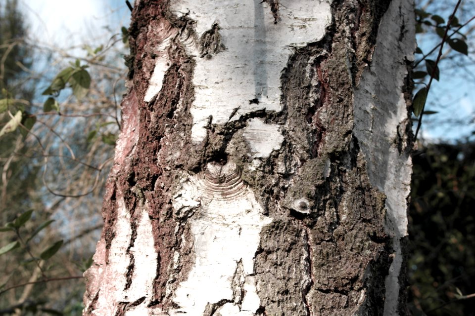 Tree Woody Plant Trunk Plant