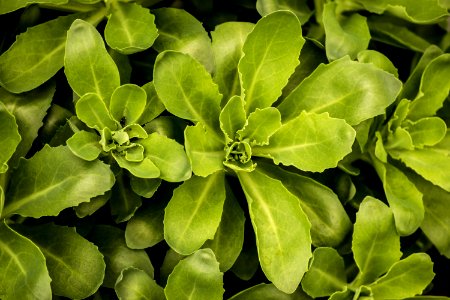 Plant Leaf Herb Subshrub photo