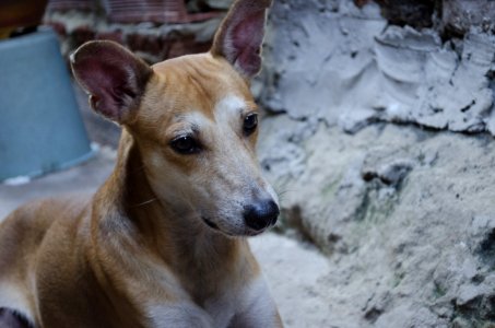 Dog Dog Breed Street Dog Snout