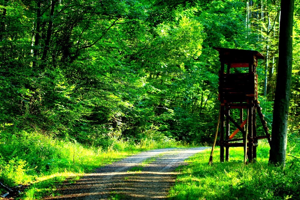 Path Nature Green Vegetation