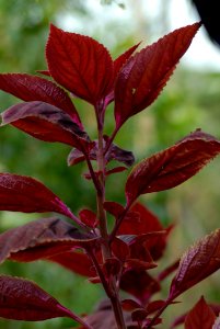 Leaf Plant Plant Stem Amaranth Family