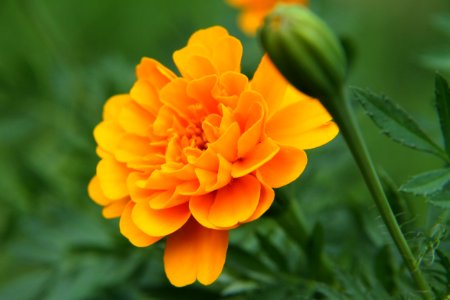 Flower Yellow Orange Flora photo