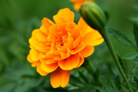 Flower Yellow Orange Flora