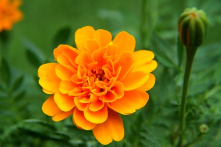 Flower Yellow Flora Orange photo