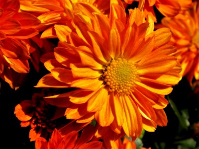 Flower Yellow Orange Flora photo