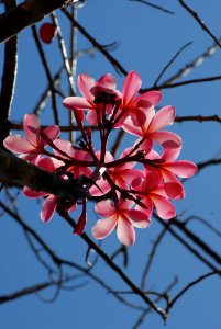 Blossom Plant Branch Flora