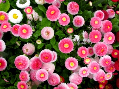Flower Flowering Plant Plant Annual Plant