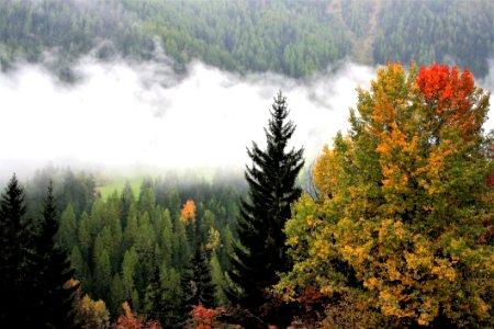 Ecosystem Nature Tree Wilderness