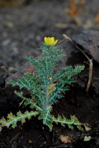 Plant Flora Leaf Subshrub