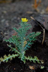 Plant Flora Leaf Subshrub photo