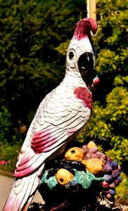 Bird Fauna Beak Feather